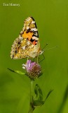 Painted Lady 3 04